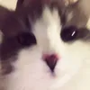minbimbo