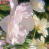 hamida.h75