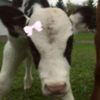 animal.lovers06