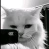 pian_bull