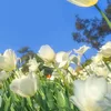 phuc282721