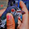 shoak41