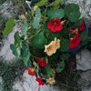 nina__598
