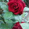 ellamarin00