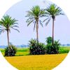 village_phall