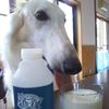 dairydogg