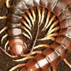 centipede_114