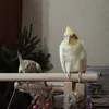 sony_doshirak0