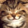/ᐠ cat マ