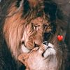 nour06155