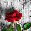 user6131383370614