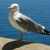 escorpionota
