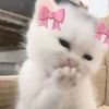 hazelrawrr.roblox