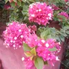 mui.mui962
