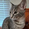 koolkat.zz