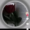 pagllarki058