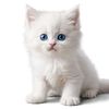 nahla.ahmed74