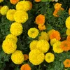 yellow.pages_