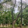 lestaripohonku