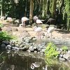 flaminggo.februari22