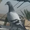 عاشق الزاجل والتار