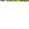renelyntosper