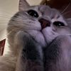 yonnappv_