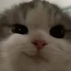 thch.tao.hay.sao