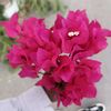 asmani.ahammed