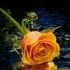 pppp82278