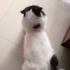 catloverss.09