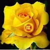 user2300660144552