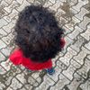 youlove_amir