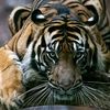 asep.raja4