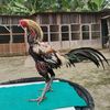 pampimfarm