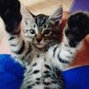 denis_kim1212