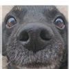 savetails