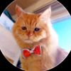 siraj_dib81_