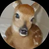 doeeyedk