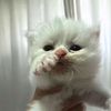 naeel_15