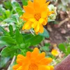 .kwestan1