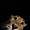 leni_waites0119