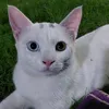 nabel.aliraqe