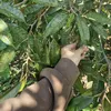 co_be_ban_thuoc_saurieng