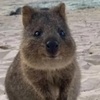 quokkalover55