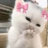 mell_ke2