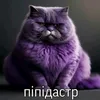 pipidaster_daster