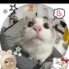 .fan_kiwi_ff_nptl