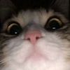user438076609