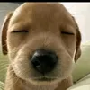 vanquan4209